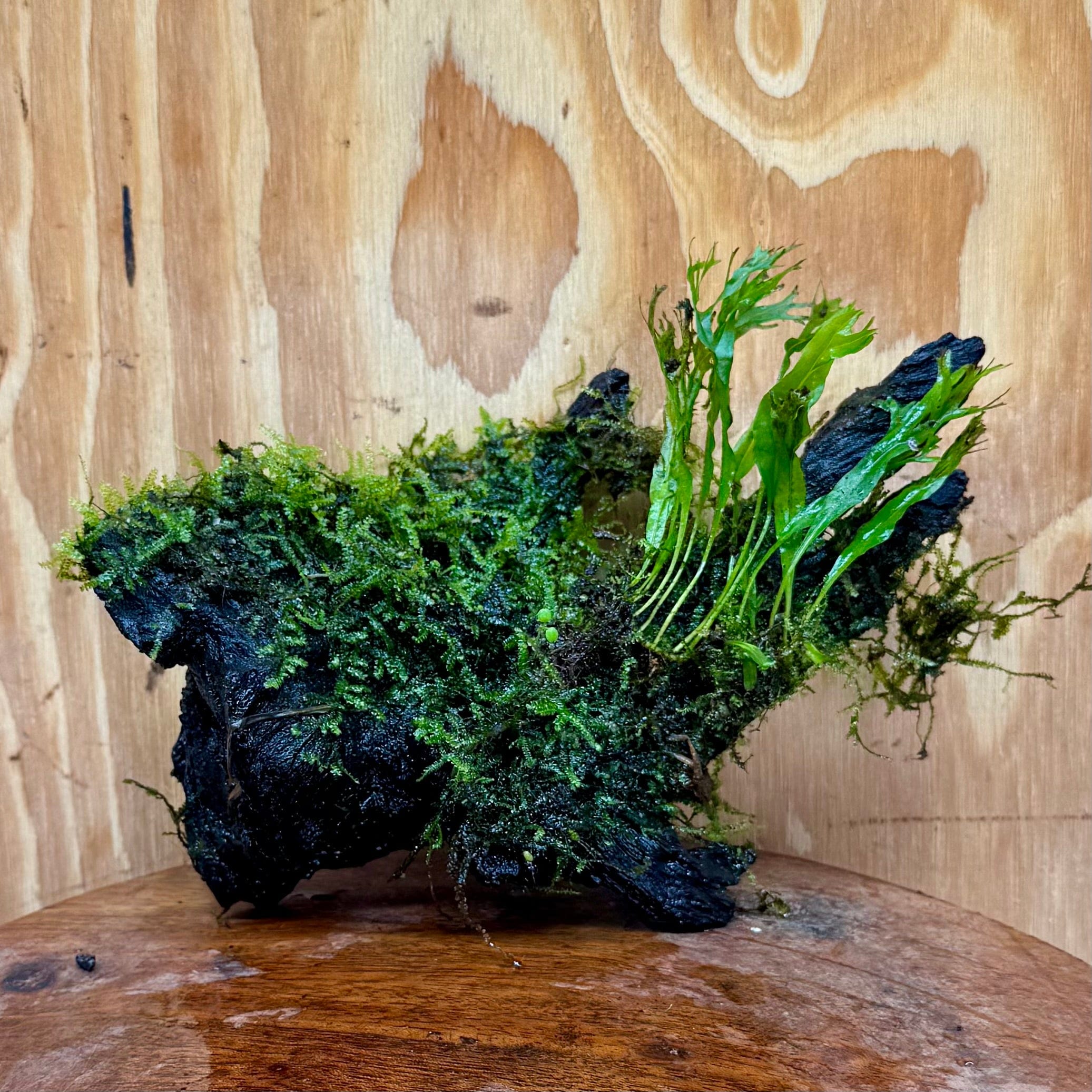 Scapeshop.com.au One Only Crested Microsorum and Fontinalis Log - Medium (Java Fern and Moss) - One Only Crested Microsorum and Fontinalis Log - Medium (Java Fern and Moss) - One Only