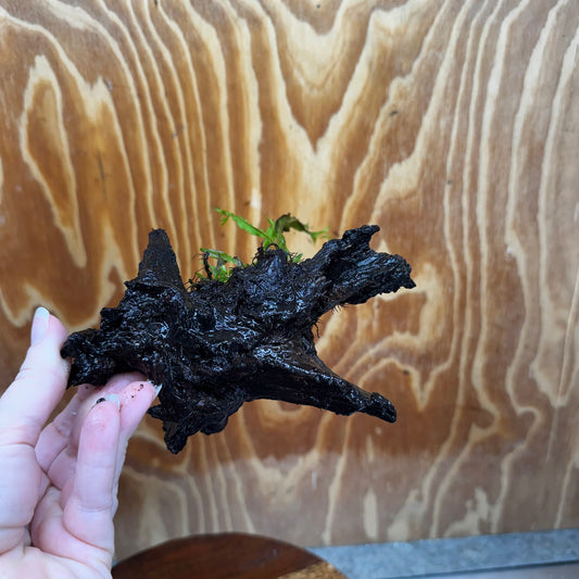 Scapeshop.com.au One Only Crested Microsorum Driftwood Creation (Windelov Java Fern) - One Only - Frilly Crested Microsorum Driftwood Creation (Windelov Java Fern) - One Only - Frilly