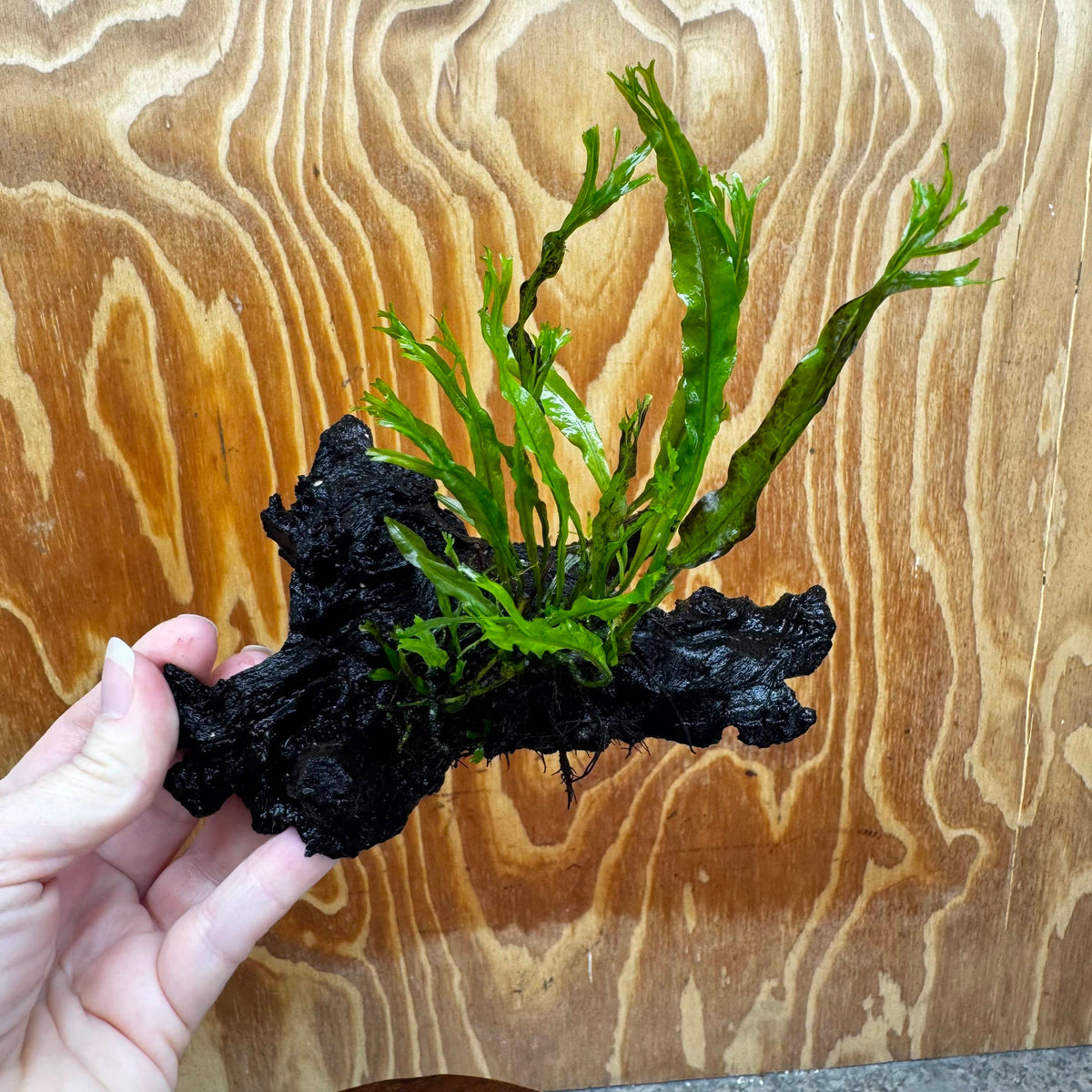 Scapeshop.com.au One Only Crested Microsorum Driftwood Creation (Windelov Java Fern) - One Only - Frilly Crested Microsorum Driftwood Creation (Windelov Java Fern) - One Only - Frilly