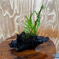 Scapeshop.com.au One Only Crested Microsorum Driftwood Creation (Windelov Java Fern) - One Only - Frilly Crested Microsorum Driftwood Creation (Windelov Java Fern) - One Only - Frilly