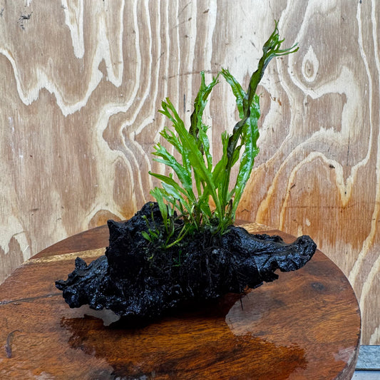 Scapeshop.com.au One Only Crested Microsorum Driftwood Creation (Windelov Java Fern) - One Only - Frilly Crested Microsorum Driftwood Creation (Windelov Java Fern) - One Only - Frilly