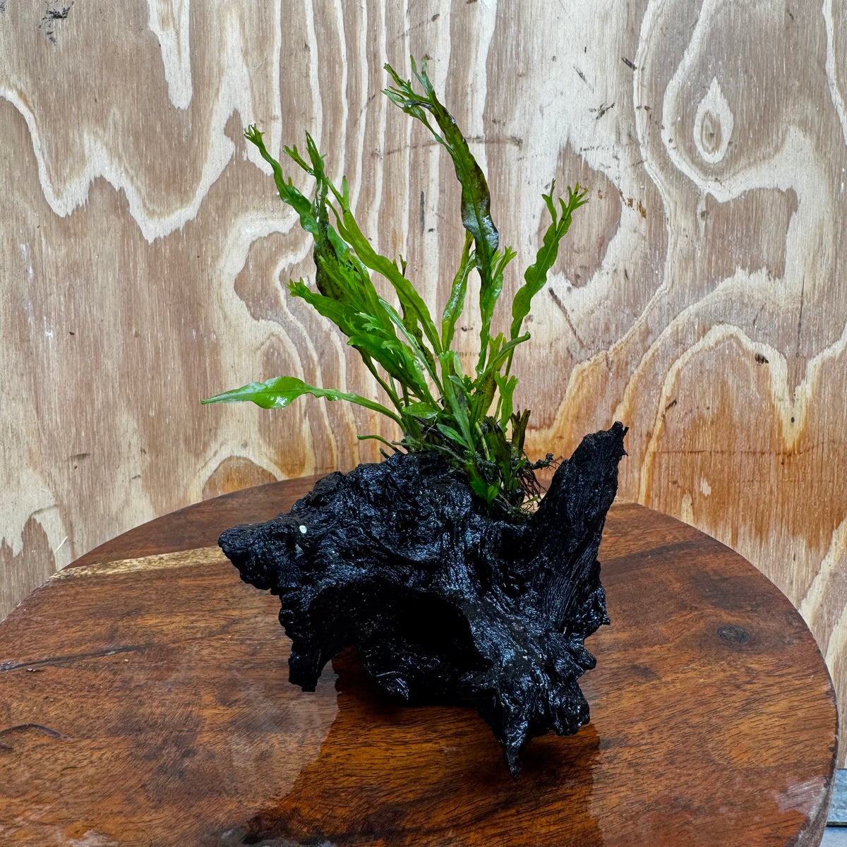 Scapeshop.com.au One Only Crested Microsorum Driftwood Creation (Windelov Java Fern) - One Only - Frilly Crested Microsorum Driftwood Creation (Windelov Java Fern) - One Only - Frilly