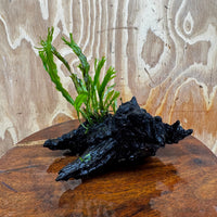 Scapeshop.com.au One Only Crested Microsorum Driftwood Creation (Windelov Java Fern) - One Only - Frilly Crested Microsorum Driftwood Creation (Windelov Java Fern) - One Only - Frilly