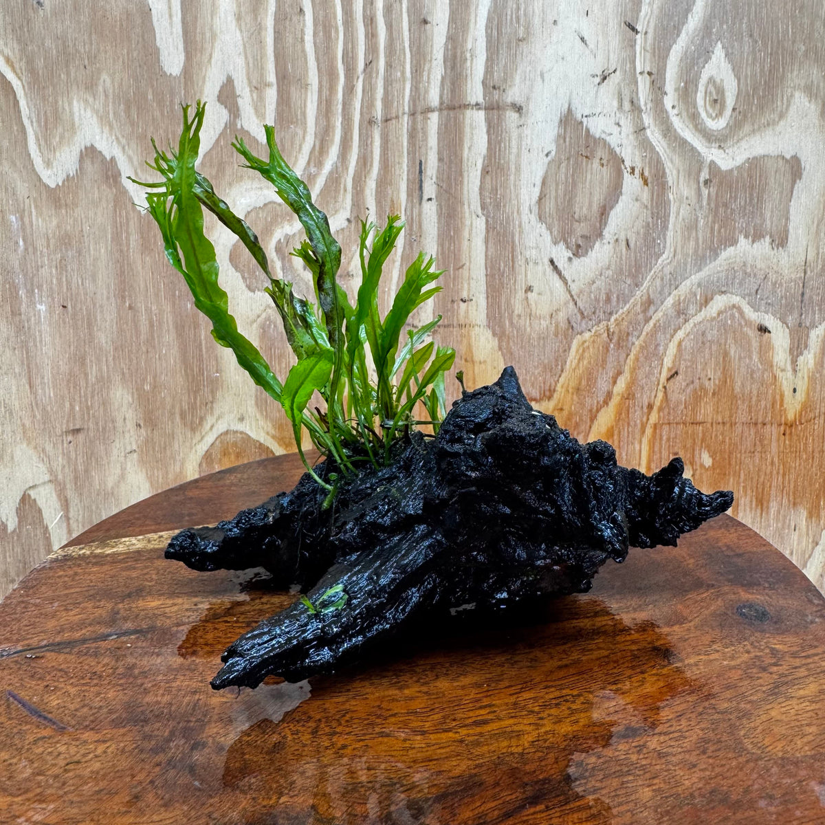 Scapeshop.com.au One Only Crested Microsorum Driftwood Creation (Windelov Java Fern) - One Only - Frilly Crested Microsorum Driftwood Creation (Windelov Java Fern) - One Only - Frilly