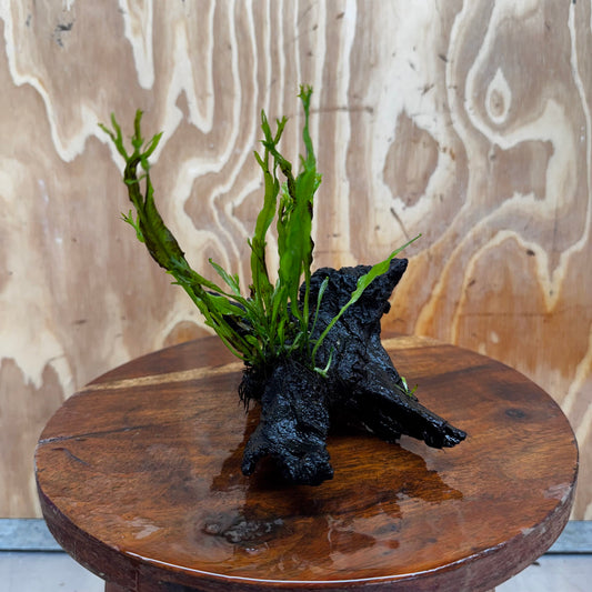Scapeshop.com.au One Only Crested Microsorum Driftwood Creation (Windelov Java Fern) - One Only - Frilly Crested Microsorum Driftwood Creation (Windelov Java Fern) - One Only - Frilly