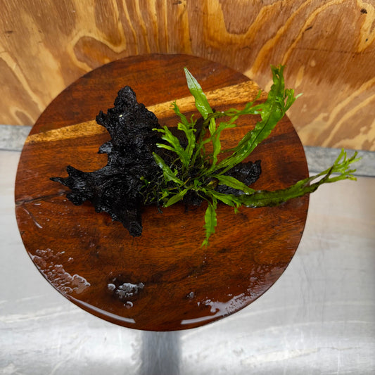 Scapeshop.com.au One Only Crested Microsorum Driftwood Creation (Windelov Java Fern) - One Only - Frilly Crested Microsorum Driftwood Creation (Windelov Java Fern) - One Only - Frilly