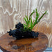 Scapeshop.com.au One Only Crested Microsorum Driftwood Creation (Windelov Java Fern) - One Only - Frilly Crested Microsorum Driftwood Creation (Windelov Java Fern) - One Only - Frilly