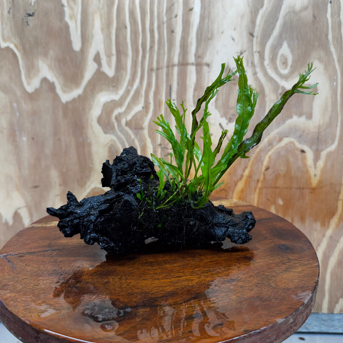 Scapeshop.com.au One Only Crested Microsorum Driftwood Creation (Windelov Java Fern) - One Only - Frilly Crested Microsorum Driftwood Creation (Windelov Java Fern) - One Only - Frilly