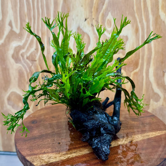 Scapeshop.com.au One Only Crested Microsorum Driftwood Creation (Windelov Java Fern) - One Only - Grand Crested Microsorum Driftwood Creation (Windelov Java Fern) - One Only - Grand