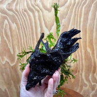 Scapeshop.com.au One Only Crested Microsorum Driftwood Creation (Windelov Java Fern) - One Only - Grand Crested Microsorum Driftwood Creation (Windelov Java Fern) - One Only - Grand