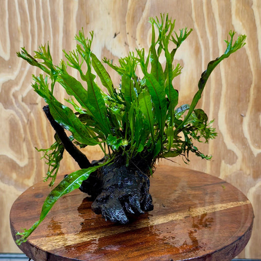 Scapeshop.com.au One Only Crested Microsorum Driftwood Creation (Windelov Java Fern) - One Only - Grand Crested Microsorum Driftwood Creation (Windelov Java Fern) - One Only - Grand