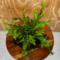 Scapeshop.com.au One Only Crested Microsorum Driftwood Creation (Windelov Java Fern) - One Only - Grand Crested Microsorum Driftwood Creation (Windelov Java Fern) - One Only - Grand