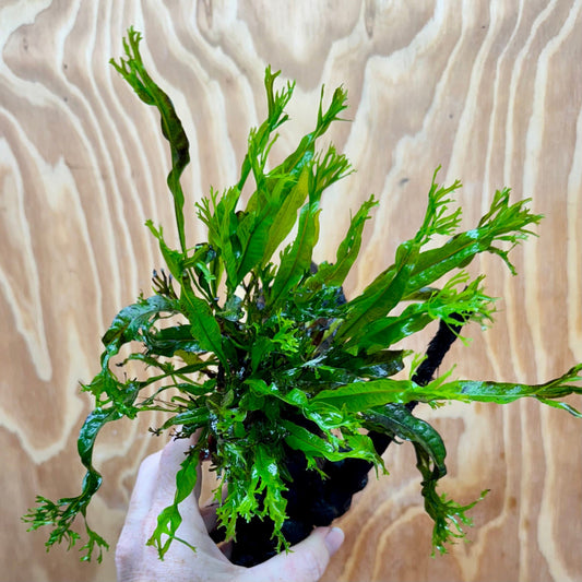 Scapeshop.com.au One Only Crested Microsorum Driftwood Creation (Windelov Java Fern) - One Only - Grand Crested Microsorum Driftwood Creation (Windelov Java Fern) - One Only - Grand