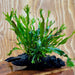 Scapeshop.com.au One Only Crested Microsorum Driftwood Creation (Windelov Java Fern) - One Only - Grand Crested Microsorum Driftwood Creation (Windelov Java Fern) - One Only - Grand