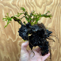 Scapeshop.com.au One Only Crested Microsorum Driftwood Creation (Windelov Java Fern) - One Only - Grand Crested Microsorum Driftwood Creation (Windelov Java Fern) - One Only - Grand