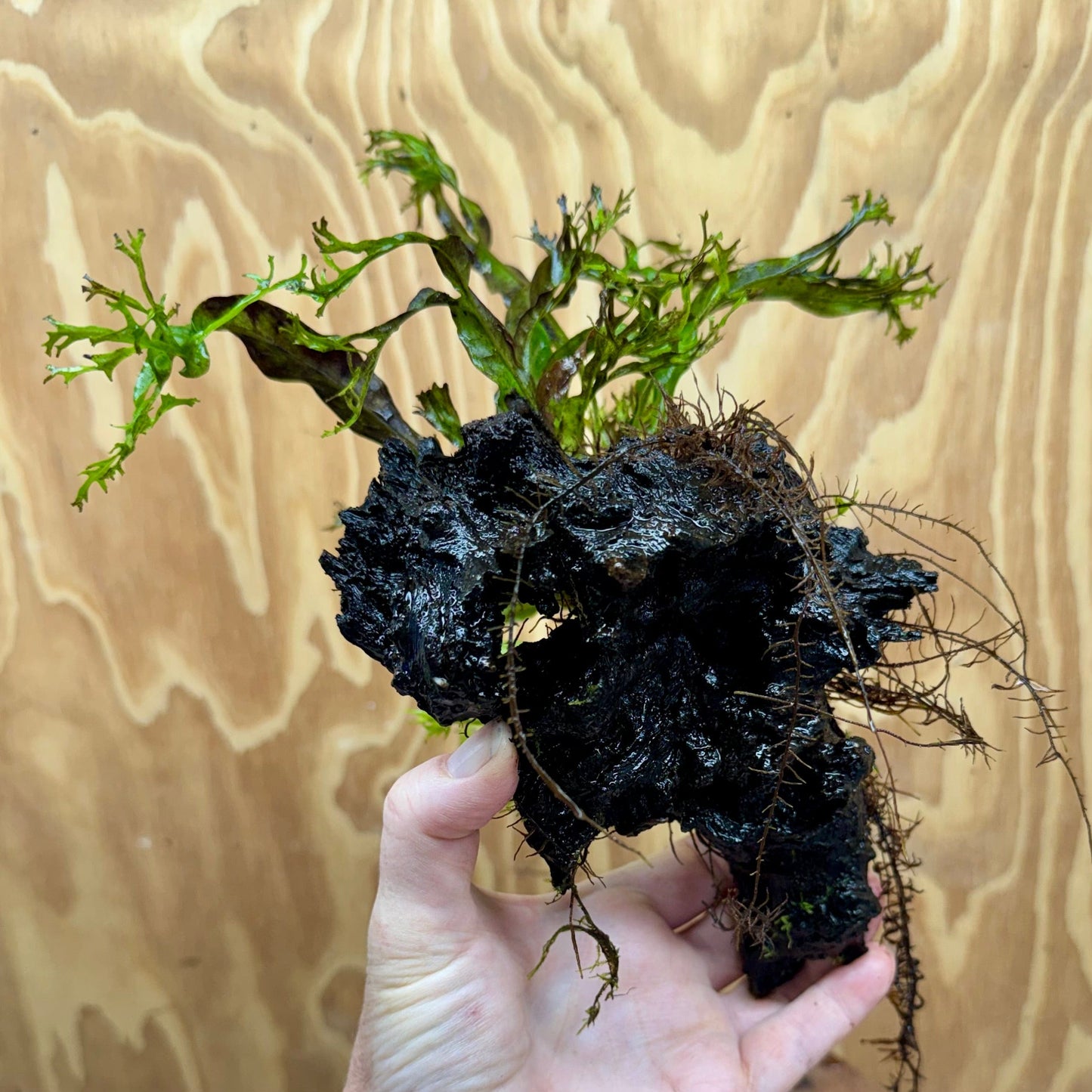 Scapeshop.com.au One Only Crested Microsorum Driftwood Creation (Windelov Java Fern) - One Only - Grand Crested Microsorum Driftwood Creation (Windelov Java Fern) - One Only - Grand