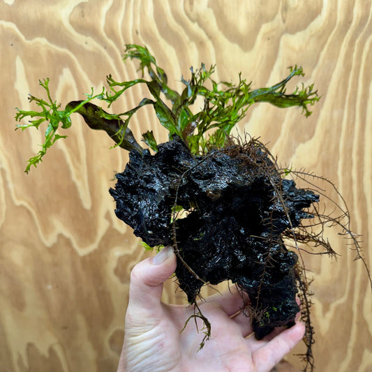 Scapeshop.com.au One Only Crested Microsorum Driftwood Creation (Windelov Java Fern) - One Only - Grand Crested Microsorum Driftwood Creation (Windelov Java Fern) - One Only - Grand