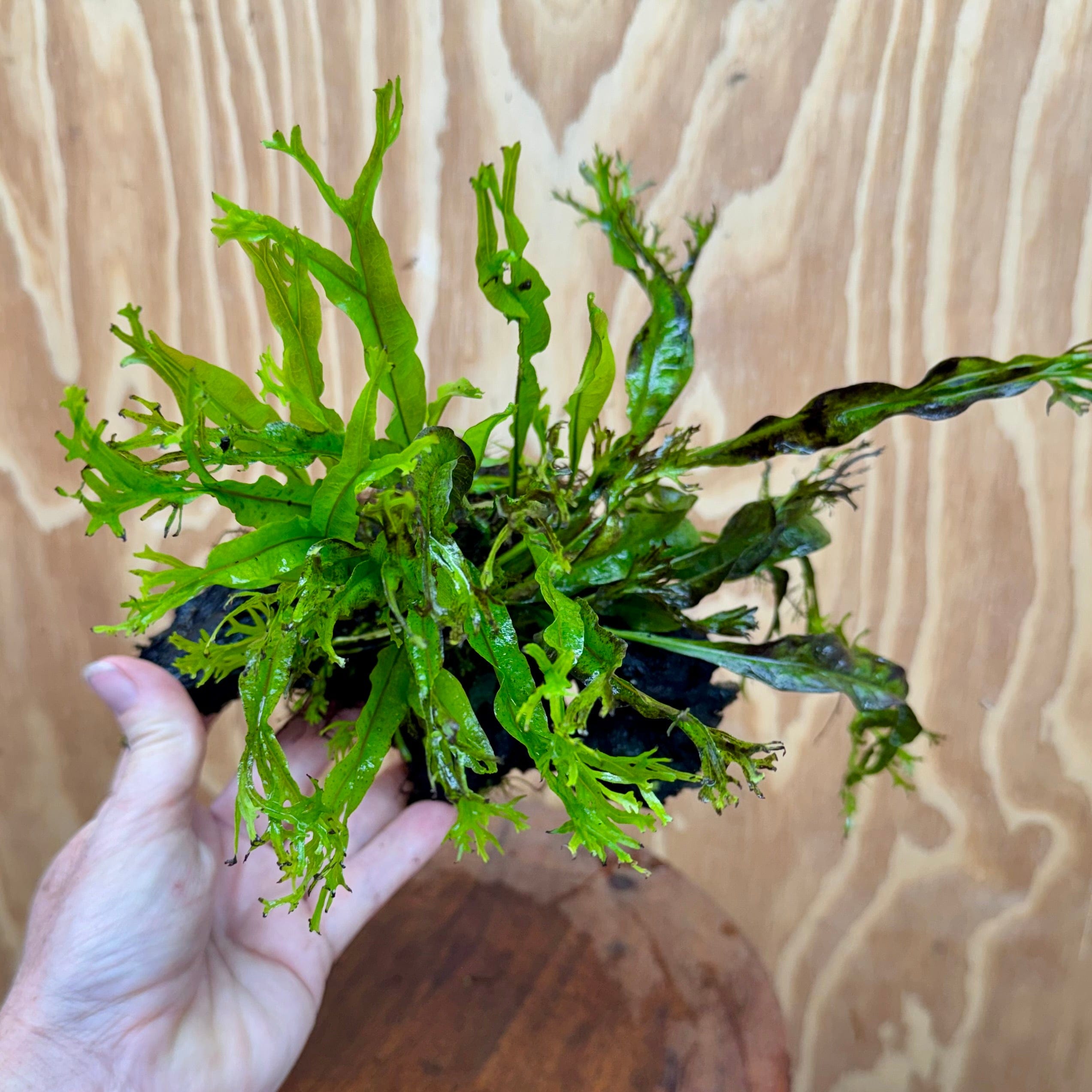 Scapeshop.com.au One Only Crested Microsorum Driftwood Creation (Windelov Java Fern) - One Only - Grand Crested Microsorum Driftwood Creation (Windelov Java Fern) - One Only - Grand