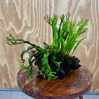 Scapeshop.com.au One Only Crested Microsorum Driftwood Creation (Windelov Java Fern) - One Only - Grand Crested Microsorum Driftwood Creation (Windelov Java Fern) - One Only - Grand