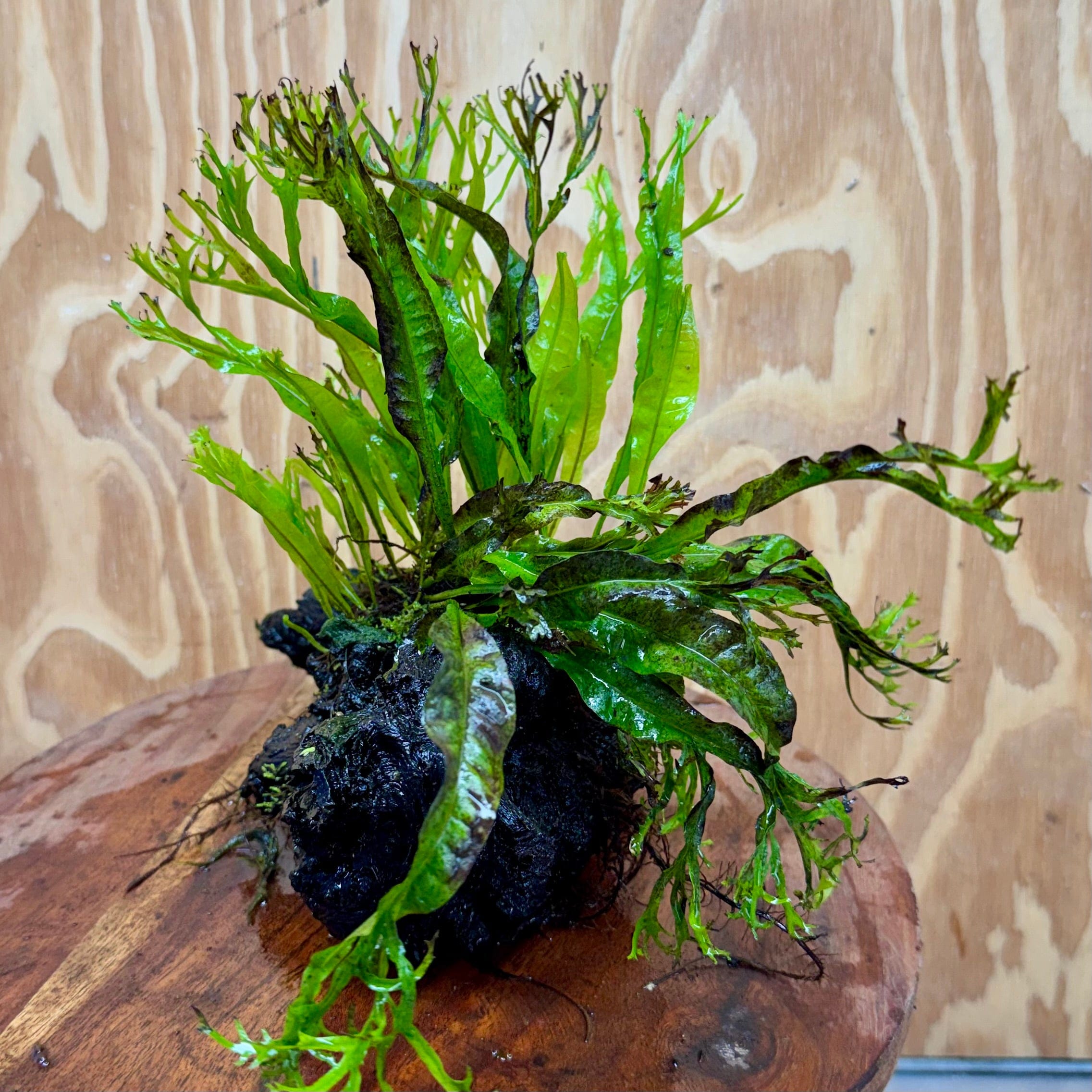 Scapeshop.com.au One Only Crested Microsorum Driftwood Creation (Windelov Java Fern) - One Only - Grand Crested Microsorum Driftwood Creation (Windelov Java Fern) - One Only - Grand