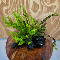 Scapeshop.com.au One Only Crested Microsorum Driftwood Creation (Windelov Java Fern) - One Only - Grand Crested Microsorum Driftwood Creation (Windelov Java Fern) - One Only - Grand