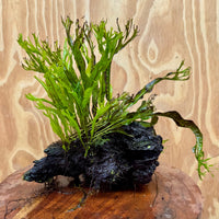 Scapeshop.com.au One Only Crested Microsorum Driftwood Creation (Windelov Java Fern) - One Only - Grand Crested Microsorum Driftwood Creation (Windelov Java Fern) - One Only - Grand