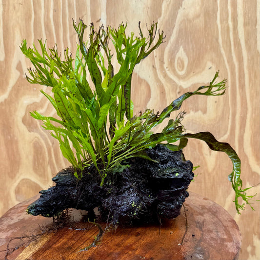 Scapeshop.com.au One Only Crested Microsorum Driftwood Creation (Windelov Java Fern) - One Only - Grand Crested Microsorum Driftwood Creation (Windelov Java Fern) - One Only - Grand
