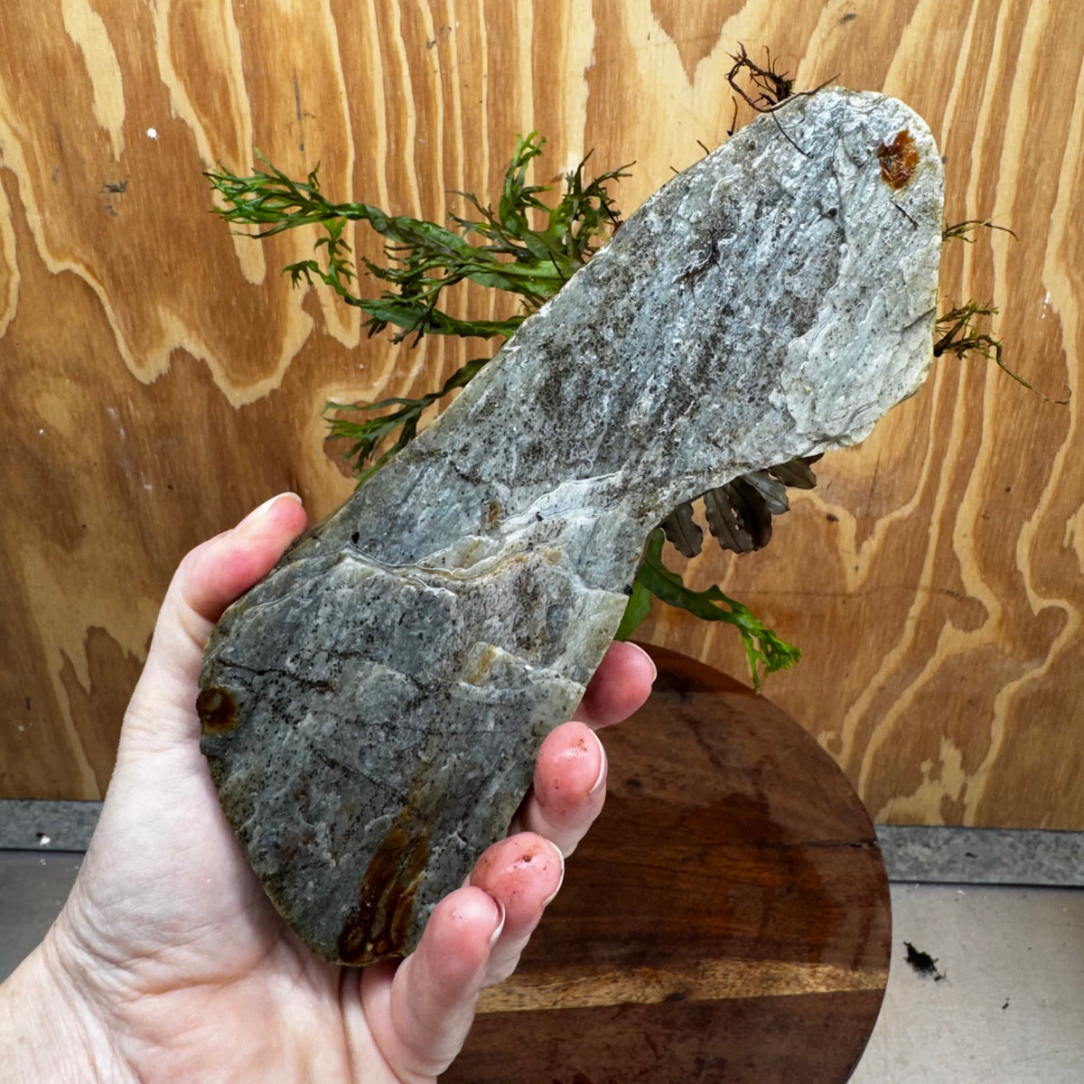 Scapeshop.com.au One Only Crested Microsorum (Java Fern) plus Bucephalandra Rock Creation - One Only Crested Microsorum (Java Fern) plus Bucephalandra Rock Creation - One Only