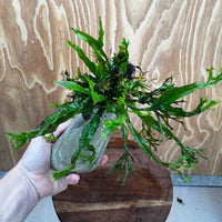 Scapeshop.com.au One Only Crested Microsorum (Java Fern) plus Bucephalandra Rock Creation - One Only Crested Microsorum (Java Fern) plus Bucephalandra Rock Creation - One Only