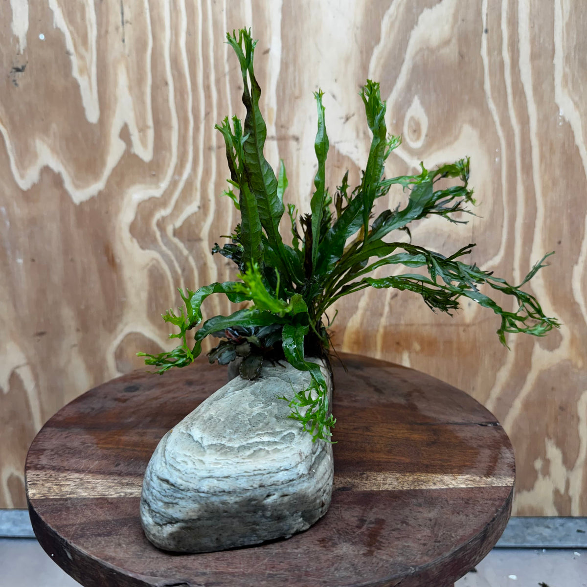 Scapeshop.com.au One Only Crested Microsorum (Java Fern) plus Bucephalandra Rock Creation - One Only Crested Microsorum (Java Fern) plus Bucephalandra Rock Creation - One Only