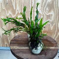 Scapeshop.com.au One Only Crested Microsorum (Java Fern) plus Bucephalandra Rock Creation - One Only Crested Microsorum (Java Fern) plus Bucephalandra Rock Creation - One Only