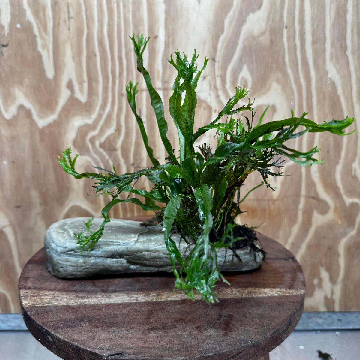 Scapeshop.com.au One Only Crested Microsorum (Java Fern) plus Bucephalandra Rock Creation - One Only Crested Microsorum (Java Fern) plus Bucephalandra Rock Creation - One Only