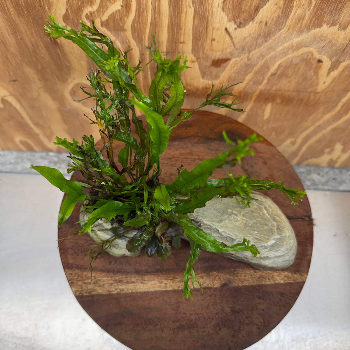 Scapeshop.com.au One Only Crested Microsorum (Java Fern) plus Bucephalandra Rock Creation - One Only Crested Microsorum (Java Fern) plus Bucephalandra Rock Creation - One Only