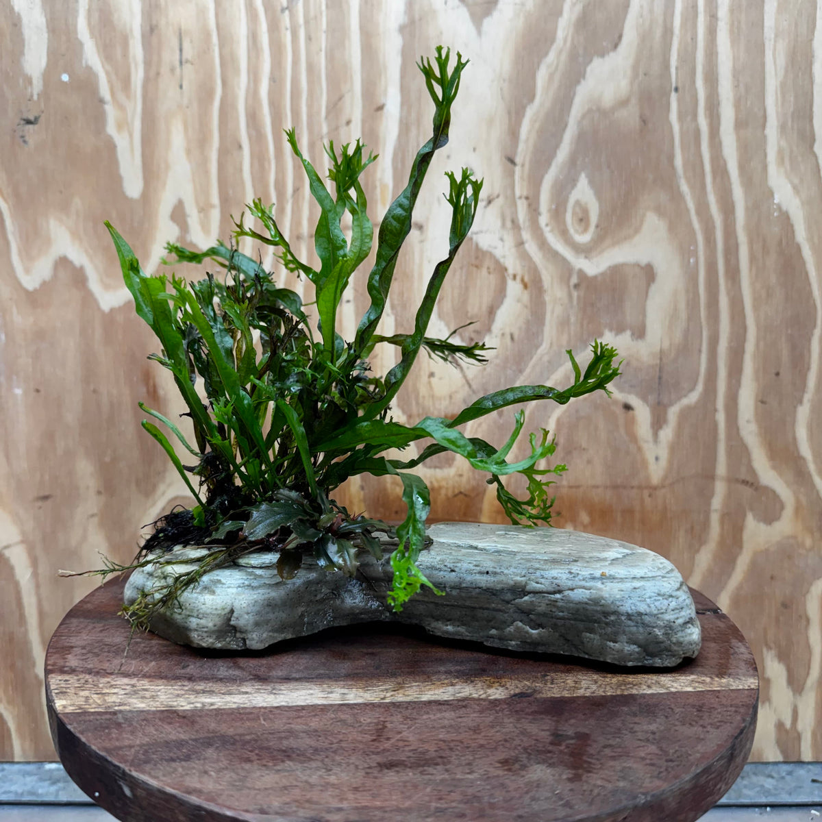 Scapeshop.com.au One Only Crested Microsorum (Java Fern) plus Bucephalandra Rock Creation - One Only Crested Microsorum (Java Fern) plus Bucephalandra Rock Creation - One Only