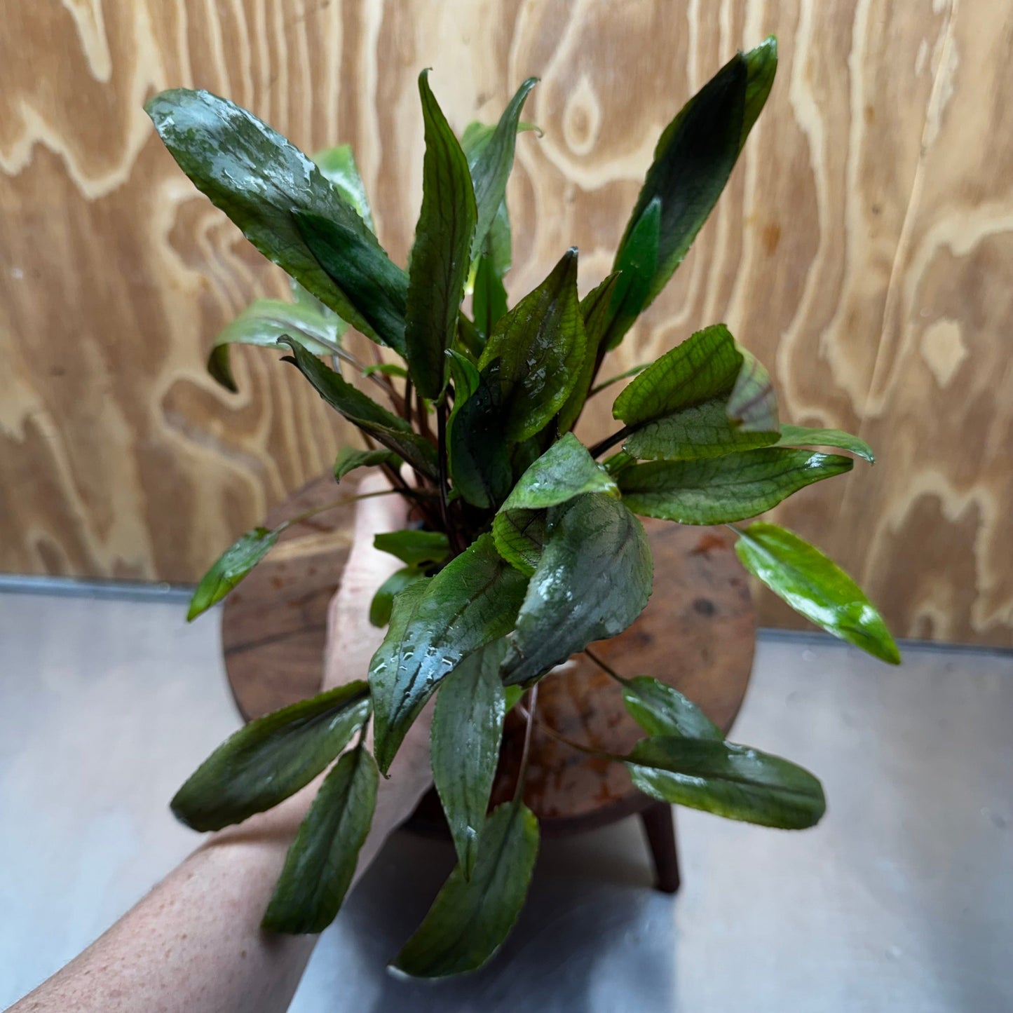 Scapeshop.com.au One Only Crypt Wendtii Petchii Advanced Multi-Planted Pot Crypt Wendtii Petchii Advanced Multi-Planted Pot