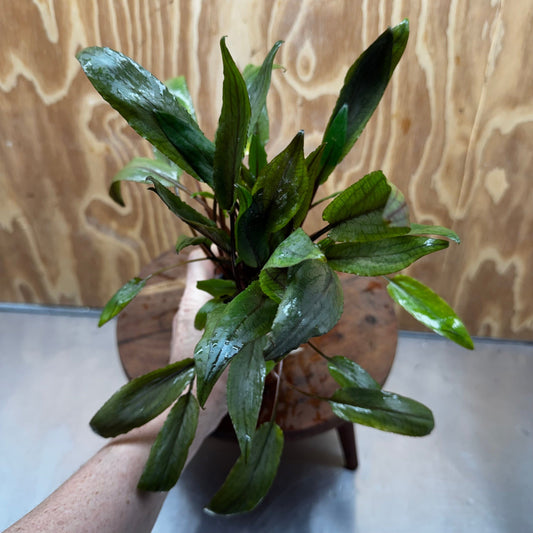 Scapeshop.com.au One Only Crypt Wendtii Petchii Advanced Multi-Planted Pot Crypt Wendtii Petchii Advanced Multi-Planted Pot