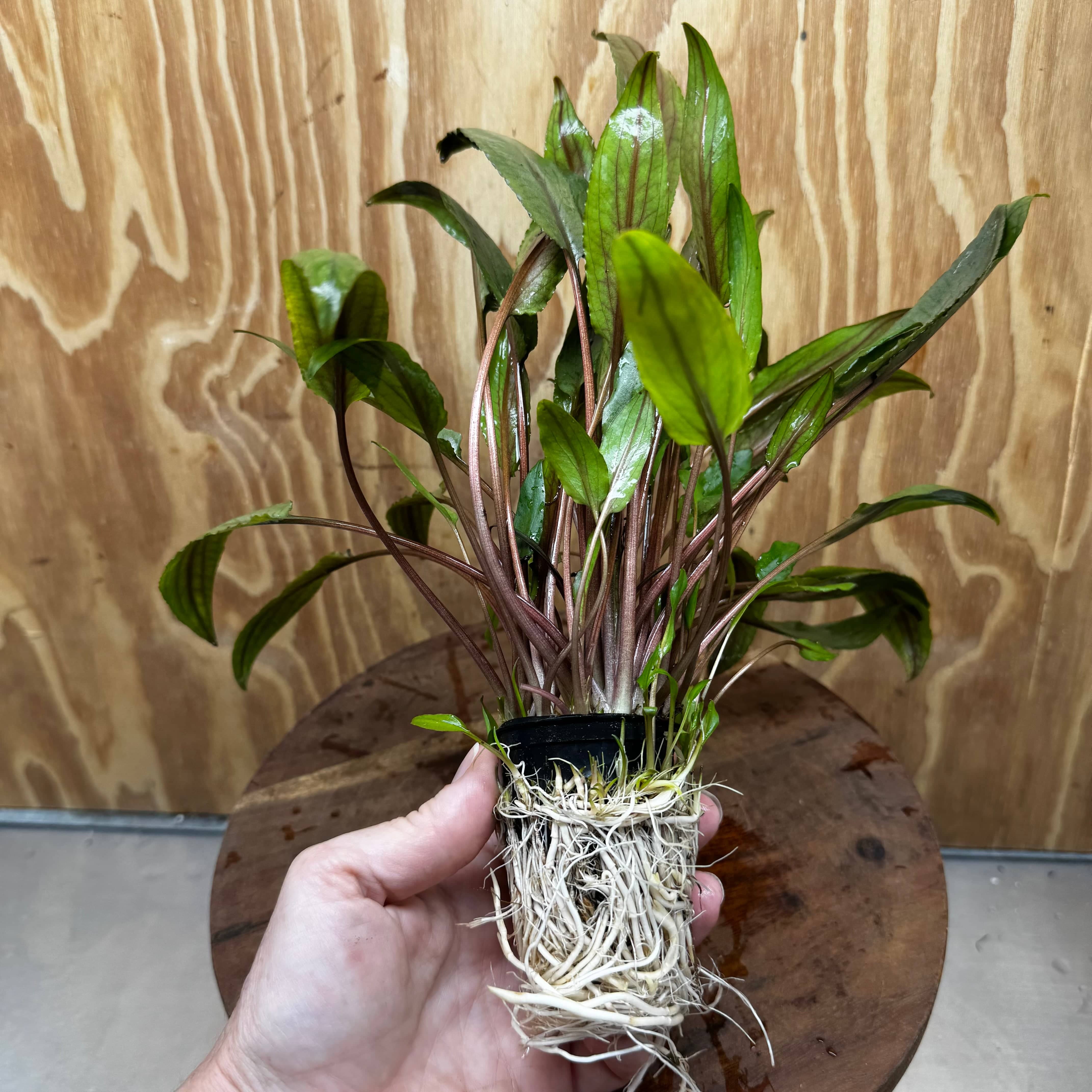 Scapeshop.com.au One Only Crypt Wendtii Petchii Advanced Multi-Planted Pot Crypt Wendtii Petchii Advanced Multi-Planted Pot