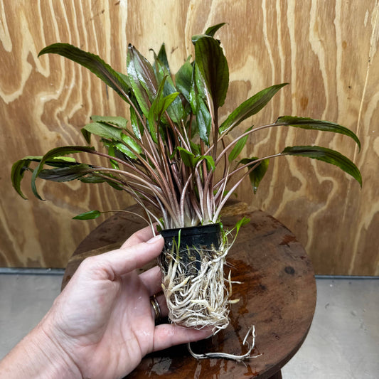 Scapeshop.com.au One Only Crypt Wendtii Petchii Advanced Multi-Planted Pot Crypt Wendtii Petchii Advanced Multi-Planted Pot