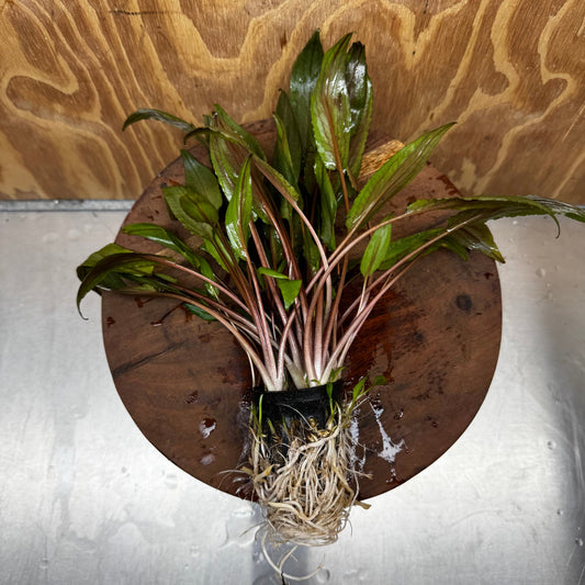 Scapeshop.com.au One Only Crypt Wendtii Petchii Advanced Multi-Planted Pot Crypt Wendtii Petchii Advanced Multi-Planted Pot