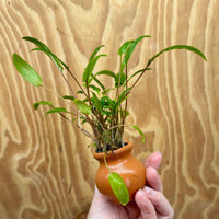 Scapeshop.com.au One Only Crypt Wendtii Petchii Vase Urn - One only B Crypt Wendtii Petchii Vase Urn - One only B
