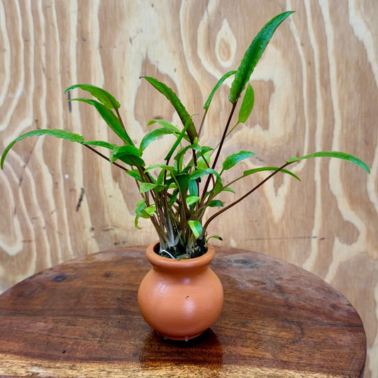 Scapeshop.com.au One Only Crypt Wendtii Petchii Vase Urn - One only B Crypt Wendtii Petchii Vase Urn - One only B