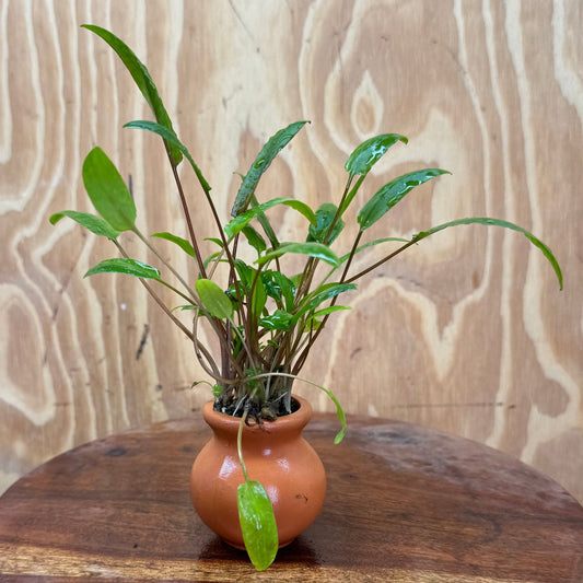 Scapeshop.com.au One Only Crypt Wendtii Petchii Vase Urn - One only B Crypt Wendtii Petchii Vase Urn - One only B