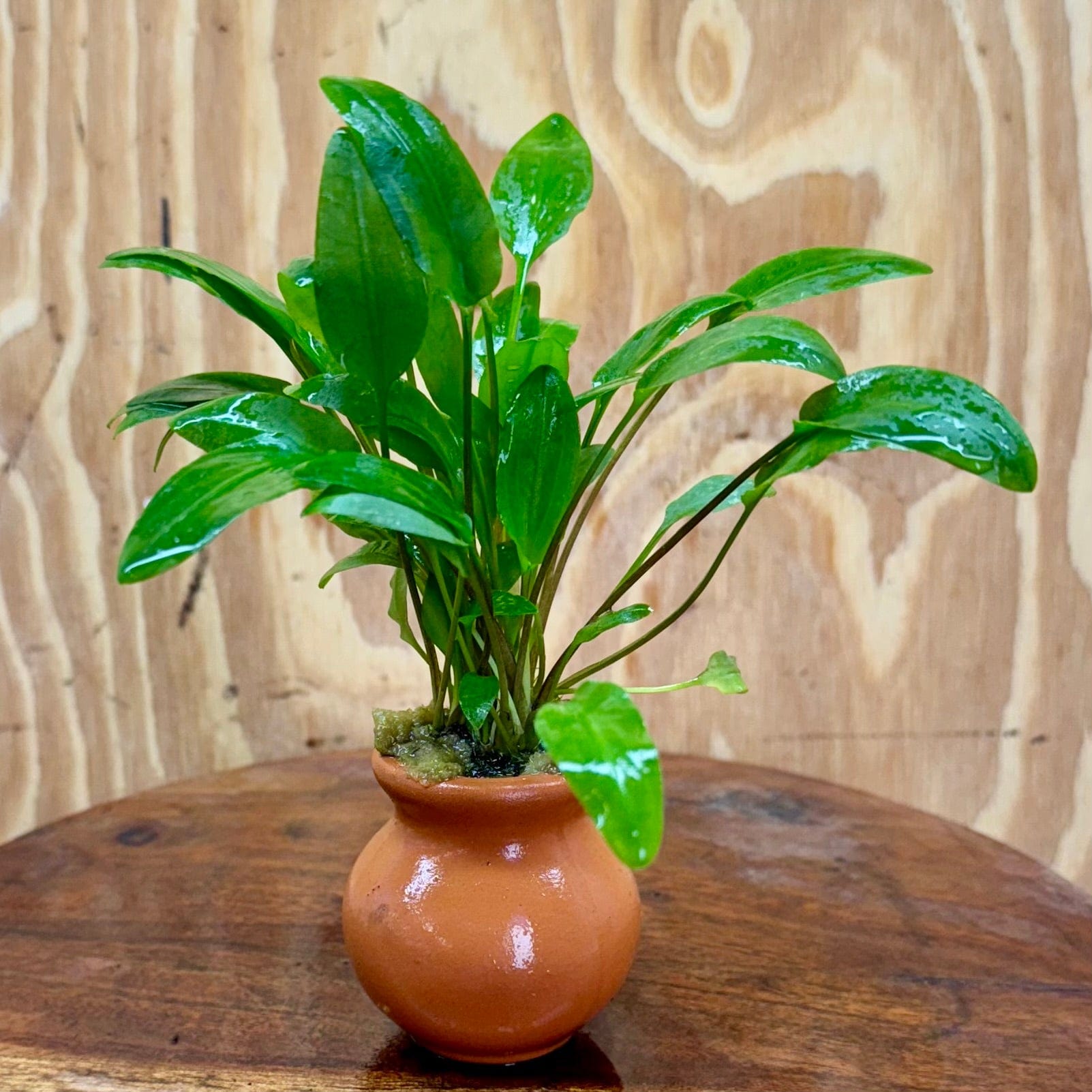 Scapeshop.com.au One Only Cryptocoryne Broadleaf Tropica Vase Urn - One only A Cryptocoryne Broadleaf Tropica Vase Urn - One only A