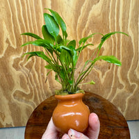 Scapeshop.com.au One Only Cryptocoryne Broadleaf Tropica Vase Urn - One only A Cryptocoryne Broadleaf Tropica Vase Urn - One only A