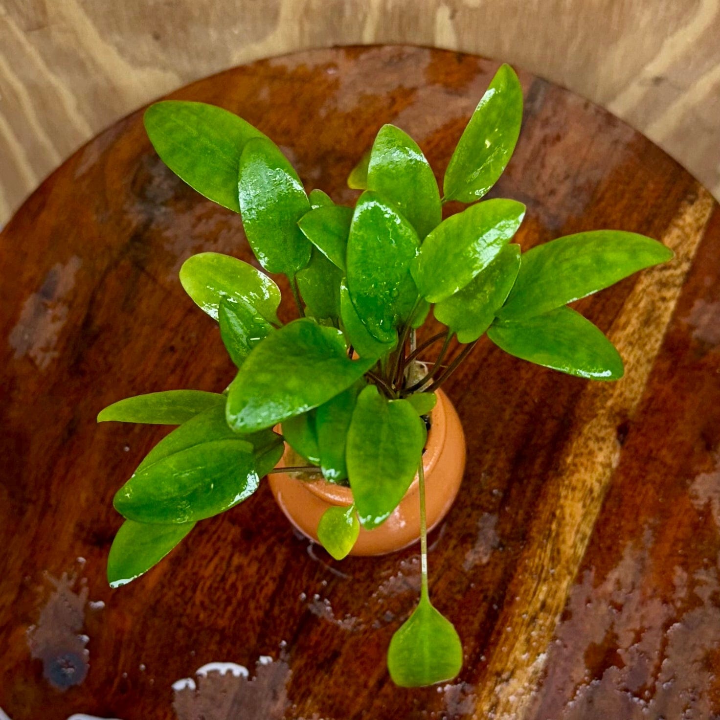 Scapeshop.com.au One Only Cryptocoryne Hybrid Vase Urn - One only Cryptocoryne Hybrid Vase Urn - One only