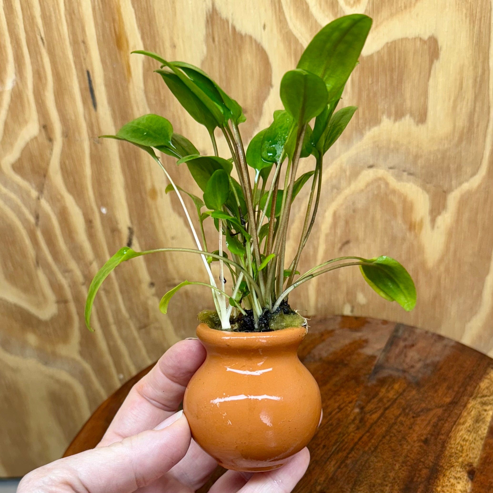 Scapeshop.com.au One Only Cryptocoryne Hybrid Vase Urn - One only Cryptocoryne Hybrid Vase Urn - One only