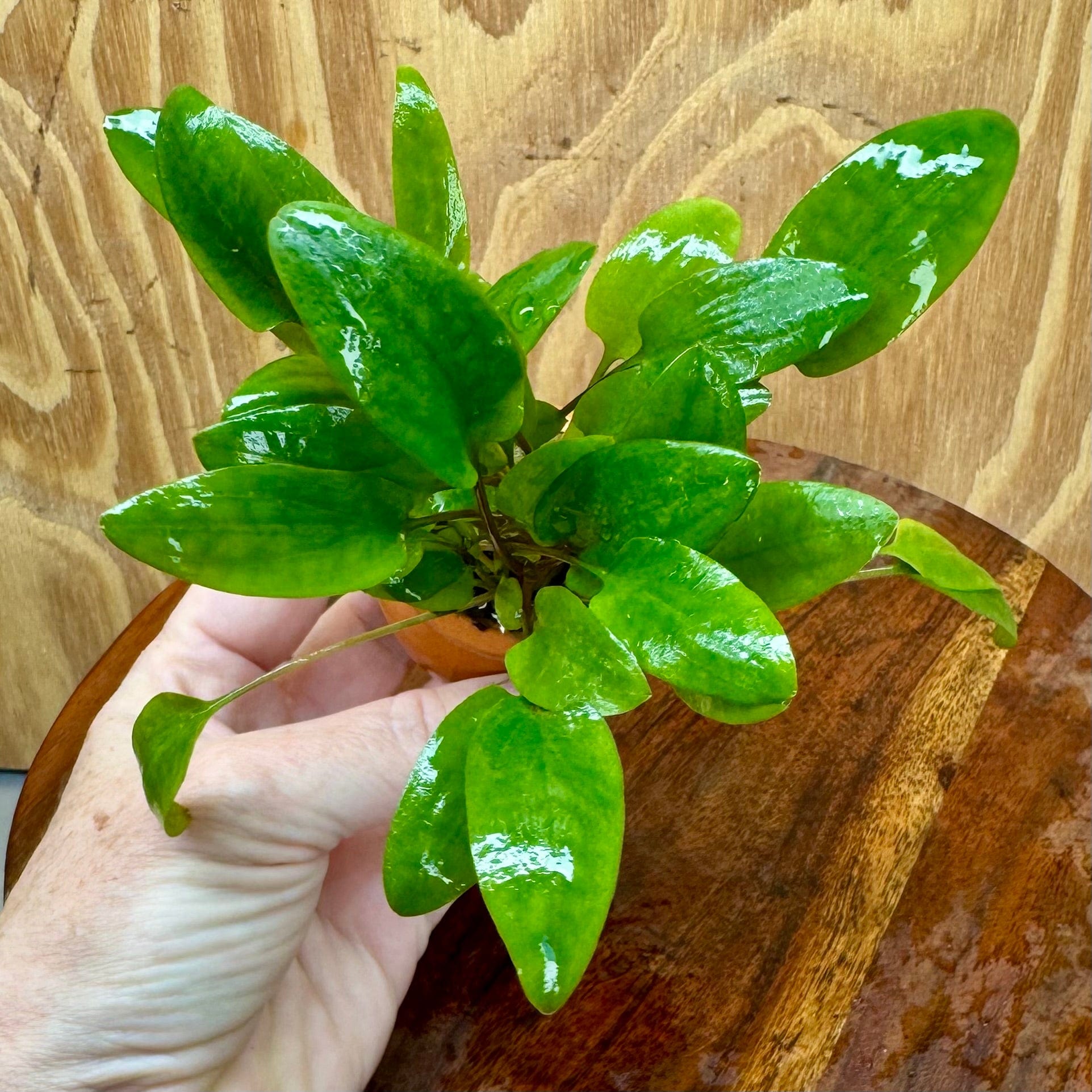Scapeshop.com.au One Only Cryptocoryne Hybrid Vase Urn - One only Cryptocoryne Hybrid Vase Urn - One only