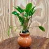 Scapeshop.com.au One Only Cryptocoryne Hybrid Vase Urn - One only Cryptocoryne Hybrid Vase Urn - One only