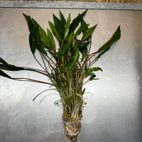 Scapeshop.com.au One Only Cryptocoryne Lutea - Advanced, Multi-planted 5cm Pot Mother - ONE ONLY - Beautiful Buy Cryptocoryne Lutea Mother Plant Rare Aquarium Plants in Australia