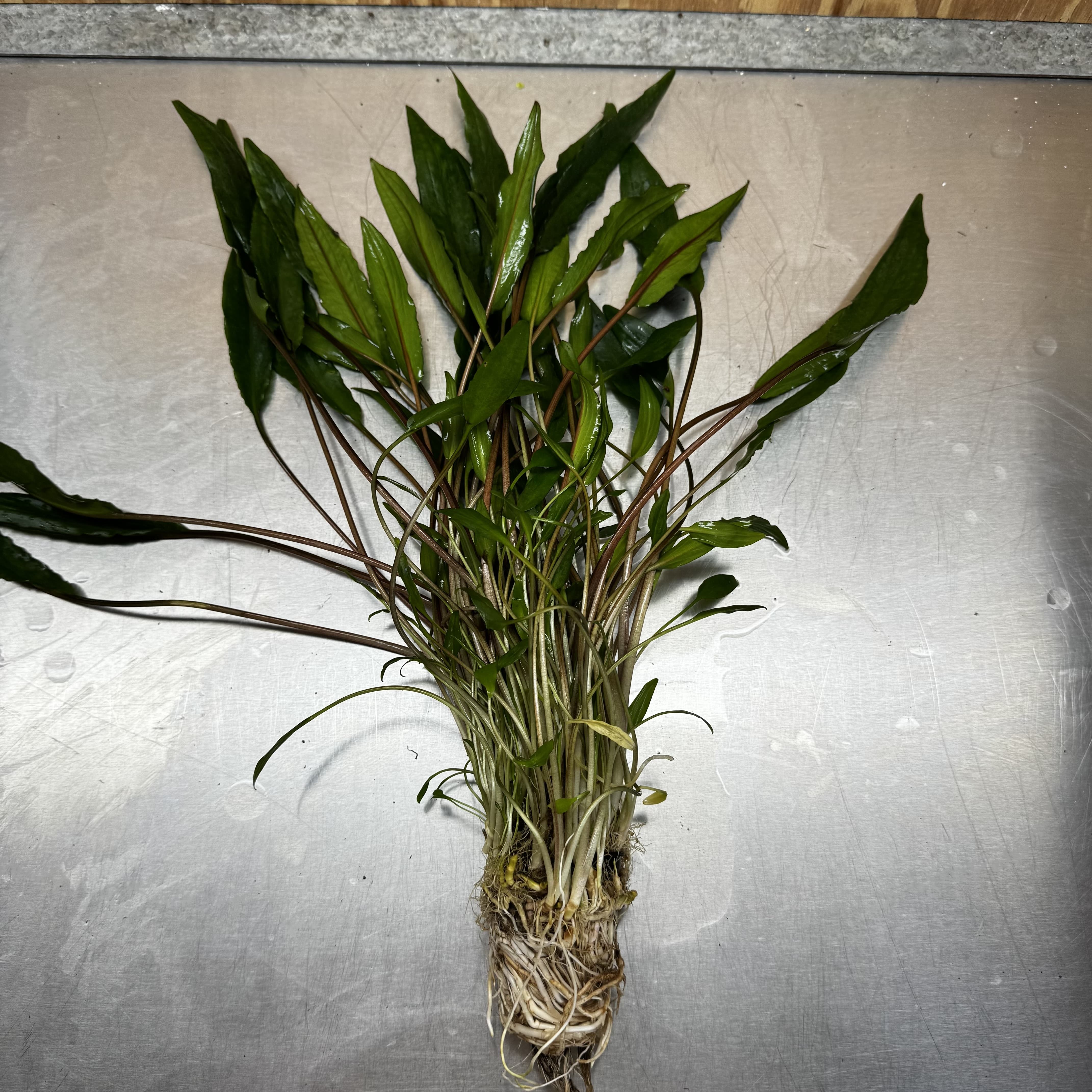 Scapeshop.com.au One Only Cryptocoryne Lutea - Advanced, Multi-planted 5cm Pot Mother - ONE ONLY - Beautiful Buy Cryptocoryne Lutea Mother Plant Rare Aquarium Plants in Australia